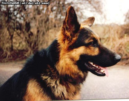 Deutscher Schäferhund Hunde Foto 14968 in höherer Auflösung ansehen Deutscher Schäferhund Charly von Löschknecht