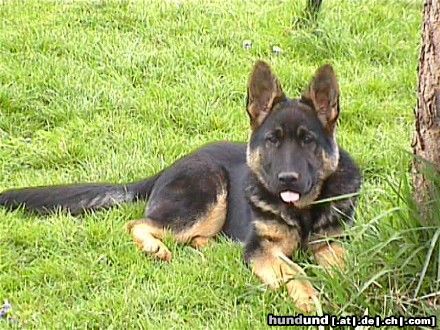 Deutscher Schäferhund Hunde Foto 13585 Deutscher Schäferhund Bo vom Domizil (5Monate)