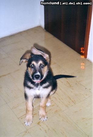 Deutscher Schäferhund Hunde Foto 6136 Deutscher Schäferhund ich bin benny