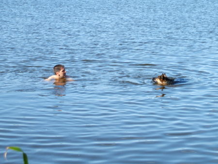 Deutscher Schäferhund Hunde Foto 32988 in höherer Auflösung ansehen Deutscher Schäferhund