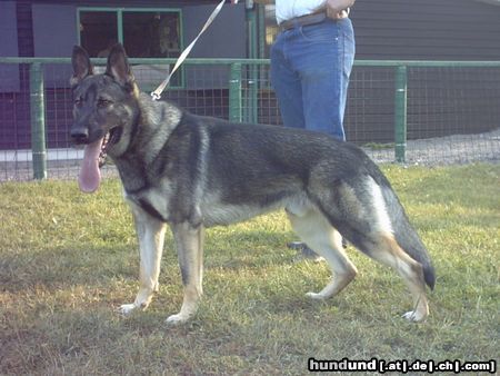 Deutscher Schäferhund Hunde Foto 5227 Deutscher Schäferhund breston