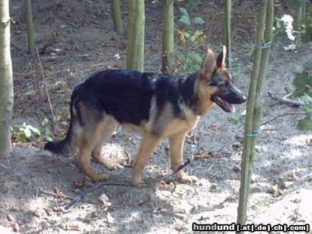 Deutscher Schäferhund Hunde Foto 5228 Deutscher Schäferhund breston