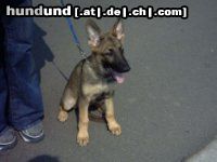 Deutscher Schäferhund Hunde Foto 5229 Deutscher Schäferhund breston