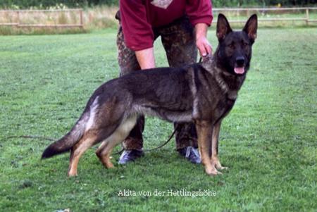 Deutscher Schäferhund Hunde Foto 699 Deutscher Schäferhund Akita