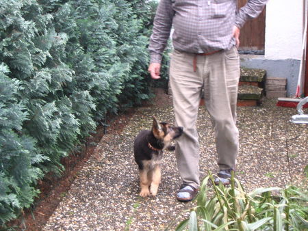 Deutscher Schäferhund Hunde Foto 41653 Deutscher Schäferhund Alles klar! Du bist der Chef