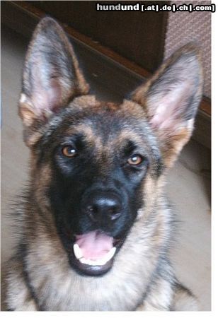 Deutscher Schäferhund Hunde Foto 23819 in höherer Auflösung ansehen Deutscher Schäferhund Alpha von der Liebenburg