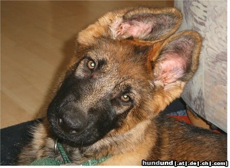 Deutscher Schäferhund Hunde Foto 21068 Deutscher Schäferhund Apha von der Liebenburg