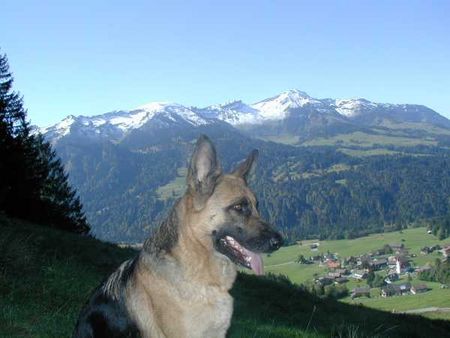 Deutscher Schäferhund Hunde Foto 1077 Deutscher Schäferhund Anuschka vom Terdannenhof im Schnee
