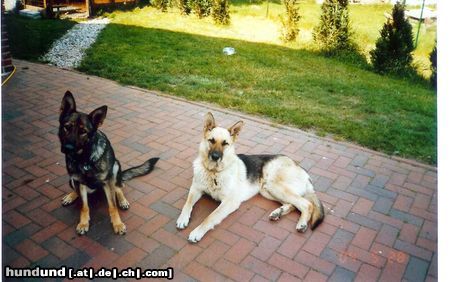 Deutscher Schäferhund Hunde Foto 22208 Deutscher Schäferhund Arco und Kessy