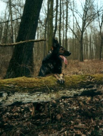 Deutscher Schäferhund Arco 