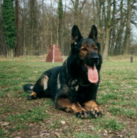 Deutscher Schäferhund Arco 