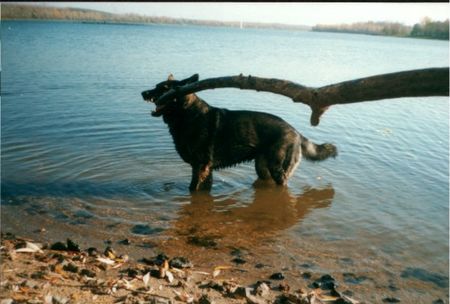 Deutscher Schäferhund Arco 