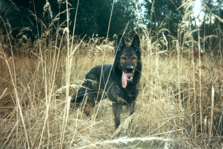 Deutscher Schäferhund Arco 