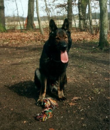 Deutscher Schäferhund Hunde Foto 1465 Deutscher Schäferhund Arco