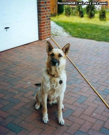 Deutscher Schäferhund Hunde Foto 22207 in höherer Auflösung ansehen Deutscher Schäferhund Arco Schäfermix