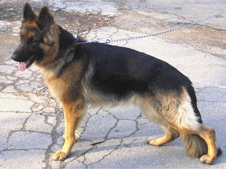 Deutscher Schäferhund Hunde Foto 29072 in höherer Auflösung ansehen Deutscher Schäferhund my dog