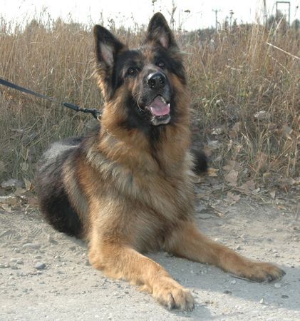Deutscher Schäferhund Hunde Foto 38970 Deutscher Schäferhund Arko