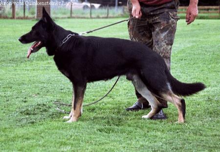 Deutscher Schäferhund Hunde Foto 701 Deutscher Schäferhund Aron