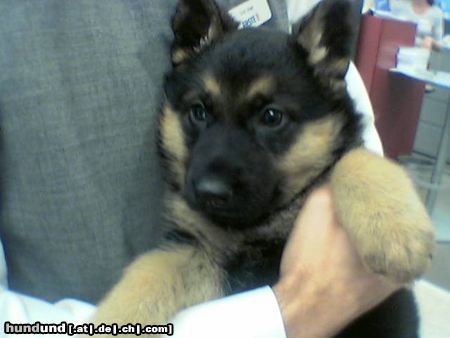 Deutscher Schäferhund Hunde Foto 8267 Deutscher Schäferhund Wirklich sehr kleine Aski