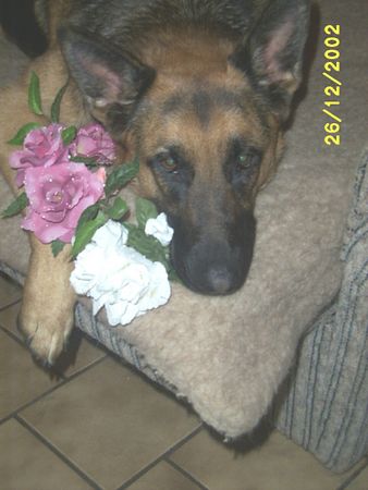 Deutscher Schäferhund Hunde Foto 1652 Deutscher Schäferhund Daisy unser Blumenmaedchen