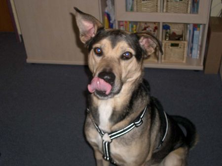 Deutscher Schäferhund Hunde Foto 28580 in höherer Auflösung ansehen Deutscher Schäferhund McD - Ich liebe es ...