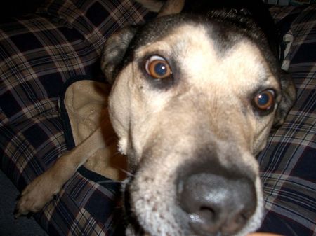 Deutscher Schäferhund Hunde Foto 28579 in höherer Auflösung ansehen Deutscher Schäferhund Einer flog übers Kuckucksnest!