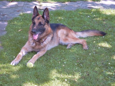 Deutscher Schäferhund Basko von Sonnenfels, 9 J.