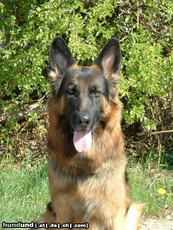 Deutscher Schäferhund Hunde Foto 26542 in höherer Auflösung ansehen Deutscher Schäferhund Ben von Königskamp