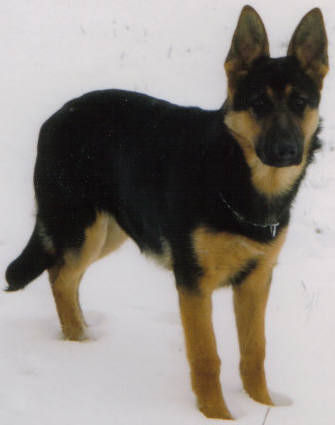 Deutscher Schäferhund Hunde Foto 27026 in höherer Auflösung ansehen Deutscher Schäferhund Benno