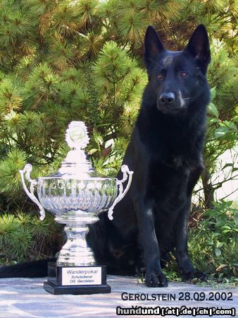 Deutscher Schäferhund Hunde Foto 15136 Deutscher Schäferhund Bester Schutzdienst 96