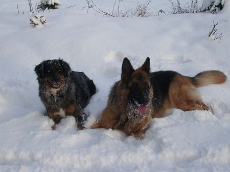 Deutscher Schäferhund Hunde Foto 27858 Deutscher Schäferhund Bexter mit Freundin Hexe