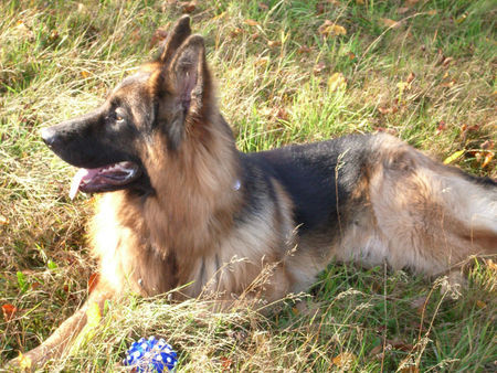 Deutscher Schäferhund Hunde Foto 27501 in höherer Auflösung ansehen Deutscher Schäferhund