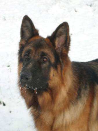 Deutscher Schäferhund Hunde Foto 27500 in höherer Auflösung ansehen Deutscher Schäferhund