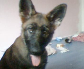 Deutscher Schäferhund Hunde Foto 38607 Deutscher Schäferhund Joy mit 3 monaten