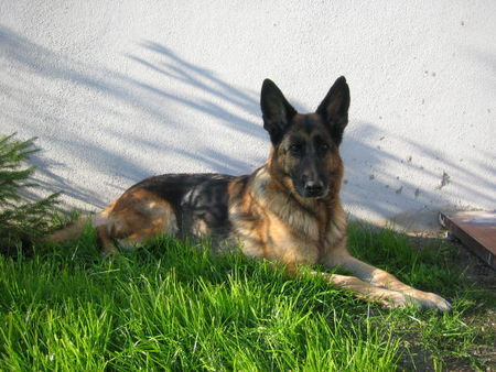 Deutscher Schäferhund Hunde Foto 28523 Deutscher Schäferhund Unsere Blanka - möge sie in Frieden ruh´n.