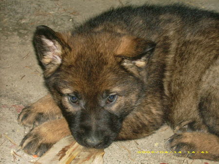 Deutscher Schäferhund Hunde Foto 31720 Deutscher Schäferhund FINA 6 Wo.