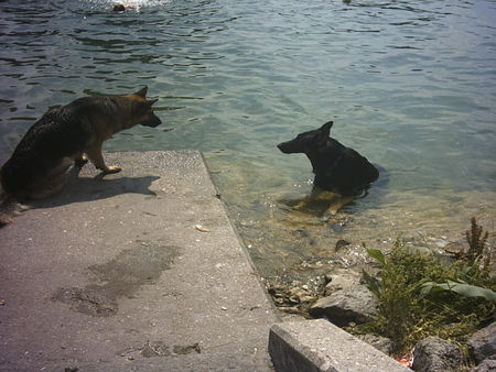 Deutscher Schäferhund Hunde Foto 34937 Deutscher Schäferhund