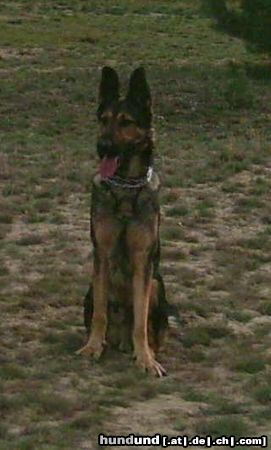 Deutscher Schäferhund Hunde Foto 6252 Deutscher Schäferhund