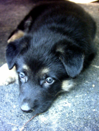 Deutscher Schäferhund Hunde Foto 28692 Deutscher Schäferhund Merlin unser Kleiner