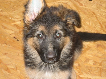 Deutscher Schäferhund Hunde Foto 28505 Deutscher Schäferhund Bajana mit 10 Wochen