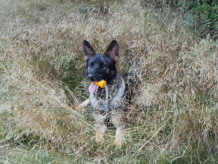 Deutscher Schäferhund Hunde Foto 27681 Deutscher Schäferhund Cita vom Haus Nixdorf