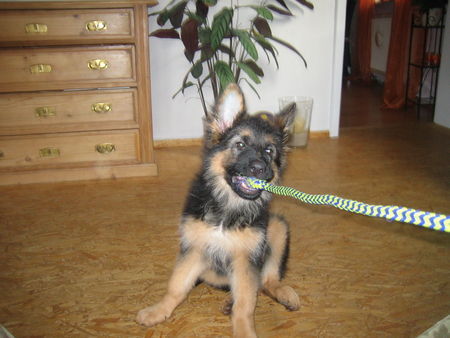 Deutscher Schäferhund Hunde Foto 29758 Deutscher Schäferhund