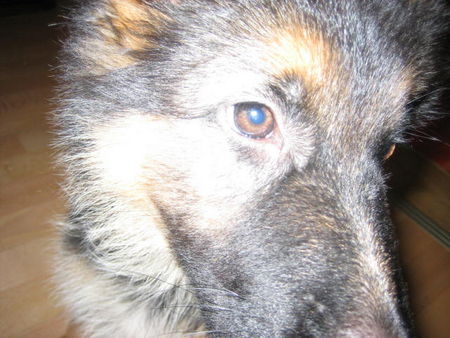 Deutscher Schäferhund Hunde Foto 29757 Deutscher Schäferhund