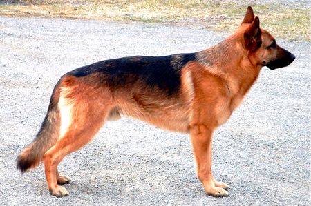 Deutscher Schäferhund Hunde Foto 2050 Deutscher Schäferhund Bacco vom Kainachtor