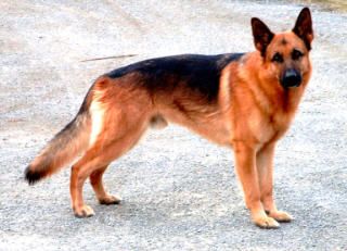Deutscher Schäferhund Bacco vom Kainachtor