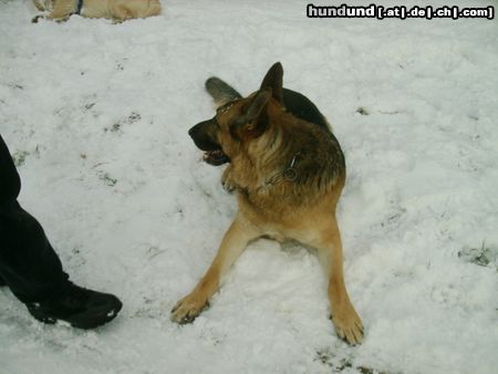 Deutscher Schäferhund Hunde Foto 11008 Deutscher Schäferhund Ferros - 2 Jahre