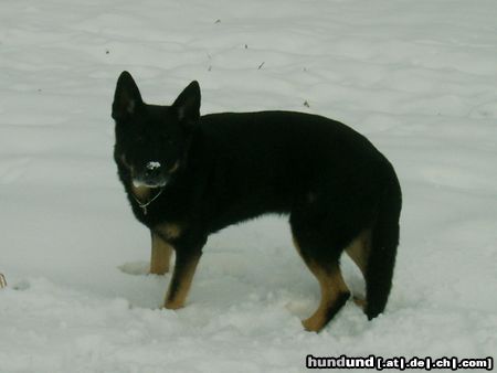 Deutscher Schäferhund Hunde Foto 11007 Deutscher Schäferhund Chico