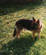 Deutscher Schäferhund Hunde Foto 19816 Deutscher Schäferhund