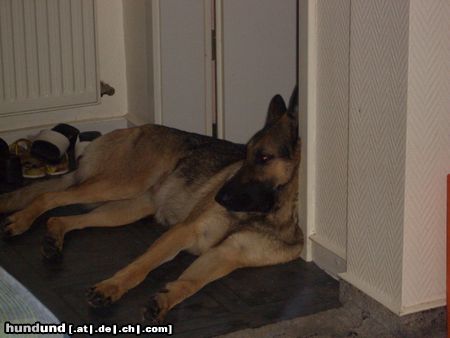 Deutscher Schäferhund Hunde Foto 24270 in höherer Auflösung ansehen Deutscher Schäferhund