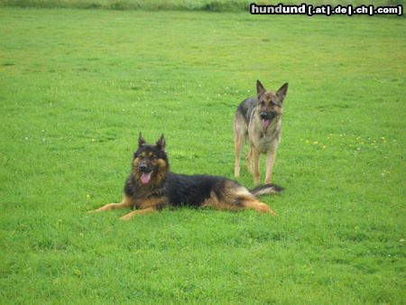 Deutscher Schäferhund Hunde Foto 24244 in höherer Auflösung ansehen Deutscher Schäferhund Treue Seele/ So sind Babys